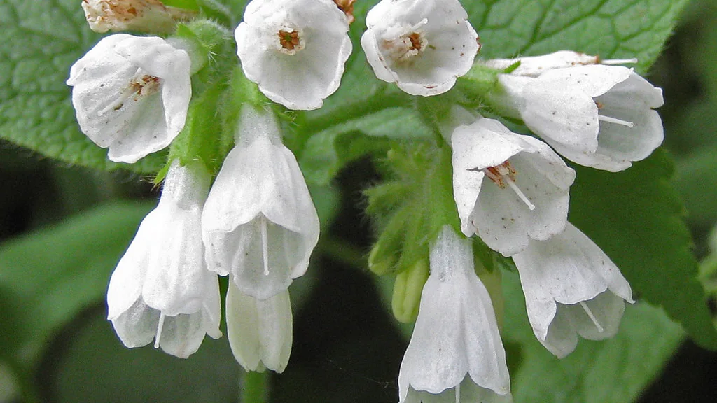 Flores brancas e folhas da planta confrei, imagem ilustrativa da origem botânica associada à alantoína