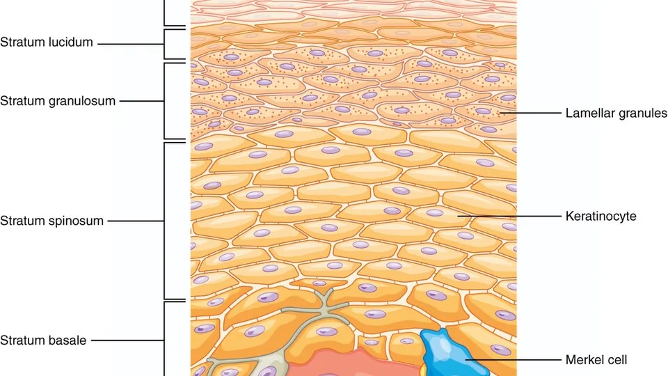 Diagrama das camadas da epiderme e células da pele
