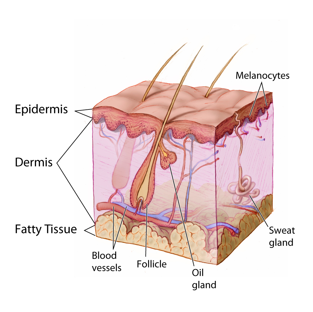 Diagrama das camadas da pele, com epiderme, derme, tecido adiposo e estruturas associadas