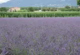 Campo de lavanda em floração usado como ilustração de matéria-prima vegetal para cosméticos