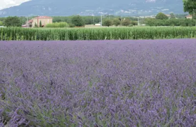Campo de lavanda em floração usado como ilustração de matéria-prima vegetal para cosméticos