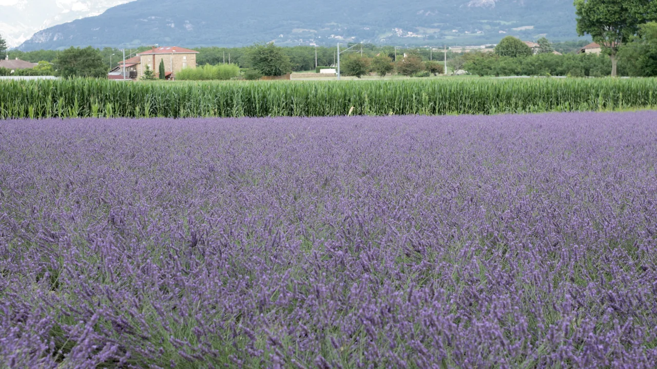 Campo de lavanda em floração usado como ilustração de matéria-prima vegetal para cosméticos