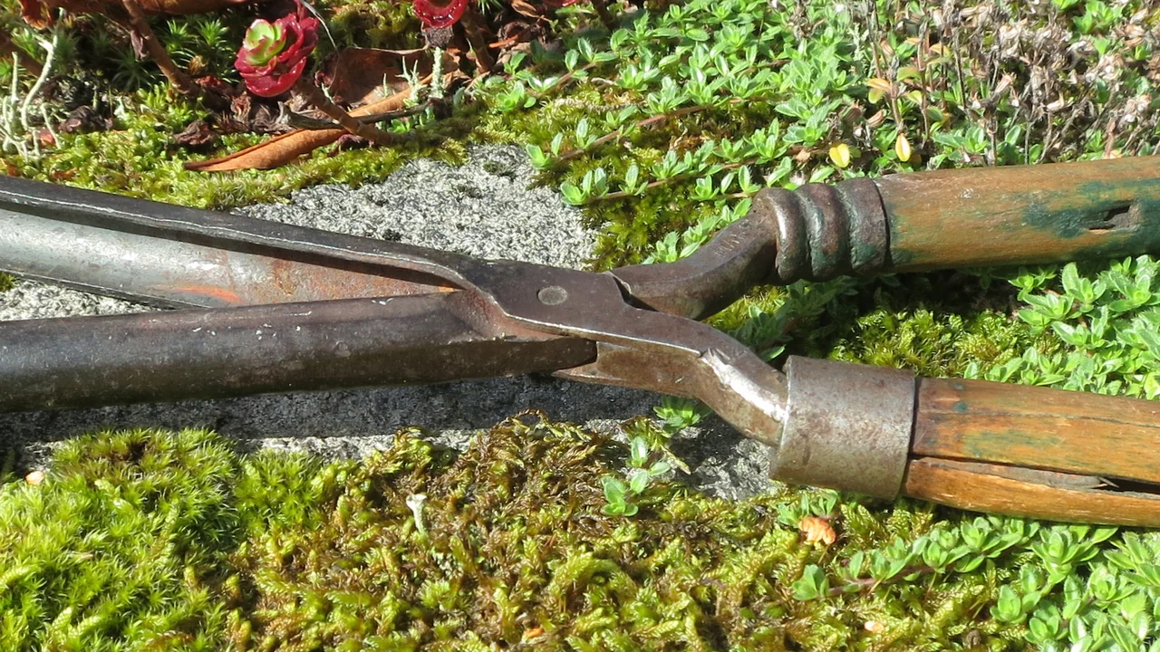 Ferro de cachos antigo com cabo de madeira fotografado sobre vegetação