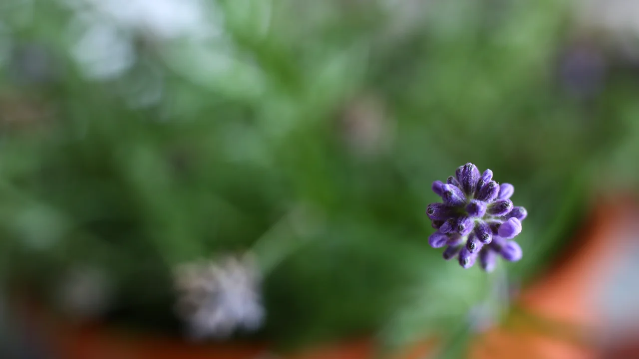 Flor de lavanda em close usada como ilustração da origem vegetal de um óleo essencial