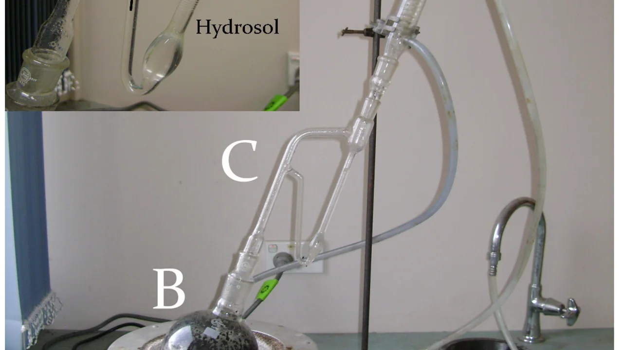 Esquema de hidrodestilação em aparelho de Clevenger com coleta de hidrolato