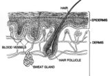 Ilustração das camadas da pele, com epiderme e derme identificadas