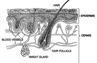 Ilustração das camadas da pele, com epiderme e derme identificadas