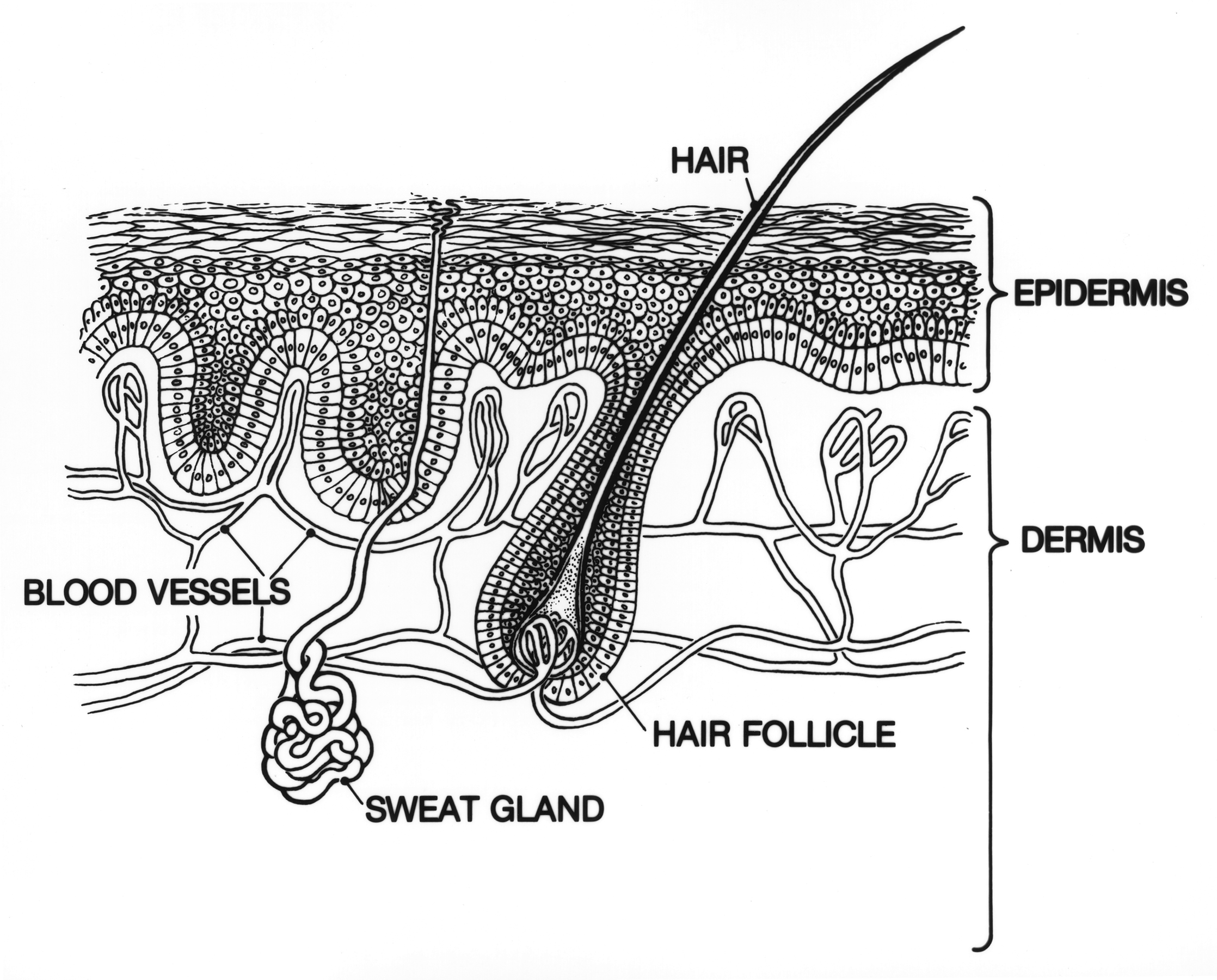 Ilustração das camadas da pele, com epiderme e derme identificadas