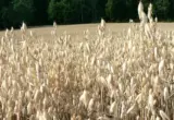 Campo de aveia usado como imagem ilustrativa da origem de uma das fontes de beta-glucana