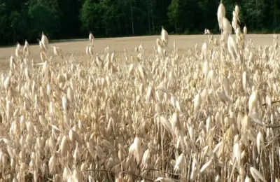 Campo de aveia usado como imagem ilustrativa da origem de uma das fontes de beta-glucana
