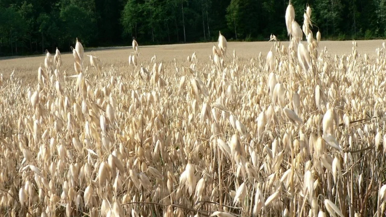 Campo de aveia usado como imagem ilustrativa da origem de uma das fontes de beta-glucana