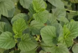 Folhas da planta Psoralea corylifolia, fonte vegetal associada ao bakuchiol