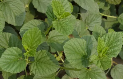 Folhas da planta Psoralea corylifolia, fonte vegetal associada ao bakuchiol
