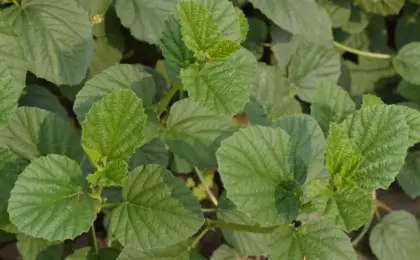 Folhas da planta Psoralea corylifolia, fonte vegetal associada ao bakuchiol