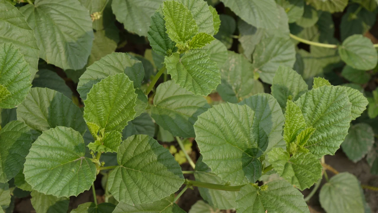 Folhas da planta Psoralea corylifolia, fonte vegetal associada ao bakuchiol