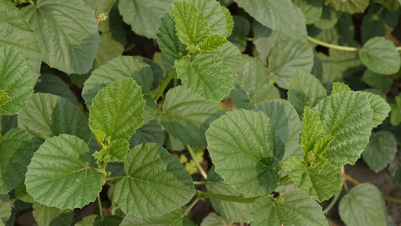 Folhas da Psoralea corylifolia, planta conhecida como babchi, associada à origem do bakuchiol