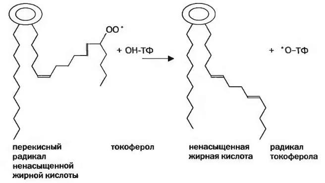 Esquema ilustrativo da reação antioxidante envolvendo tocoferol e um radical de ácido graxo insaturado