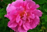 Flor de Rosa damascena usada como ilustração de hidrolato floral