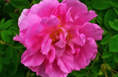 Flor de Rosa damascena usada como ilustração de hidrolato floral