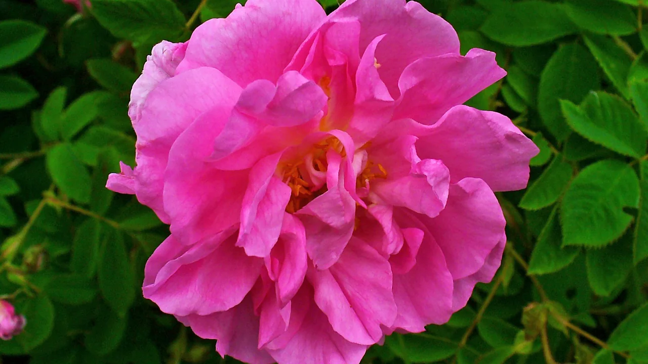 Flor de Rosa damascena usada como ilustração de hidrolato floral
