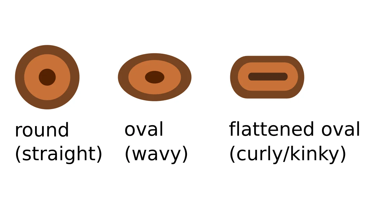 Diagrama compara seções redonda, oval e oval achatada de fios de cabelo