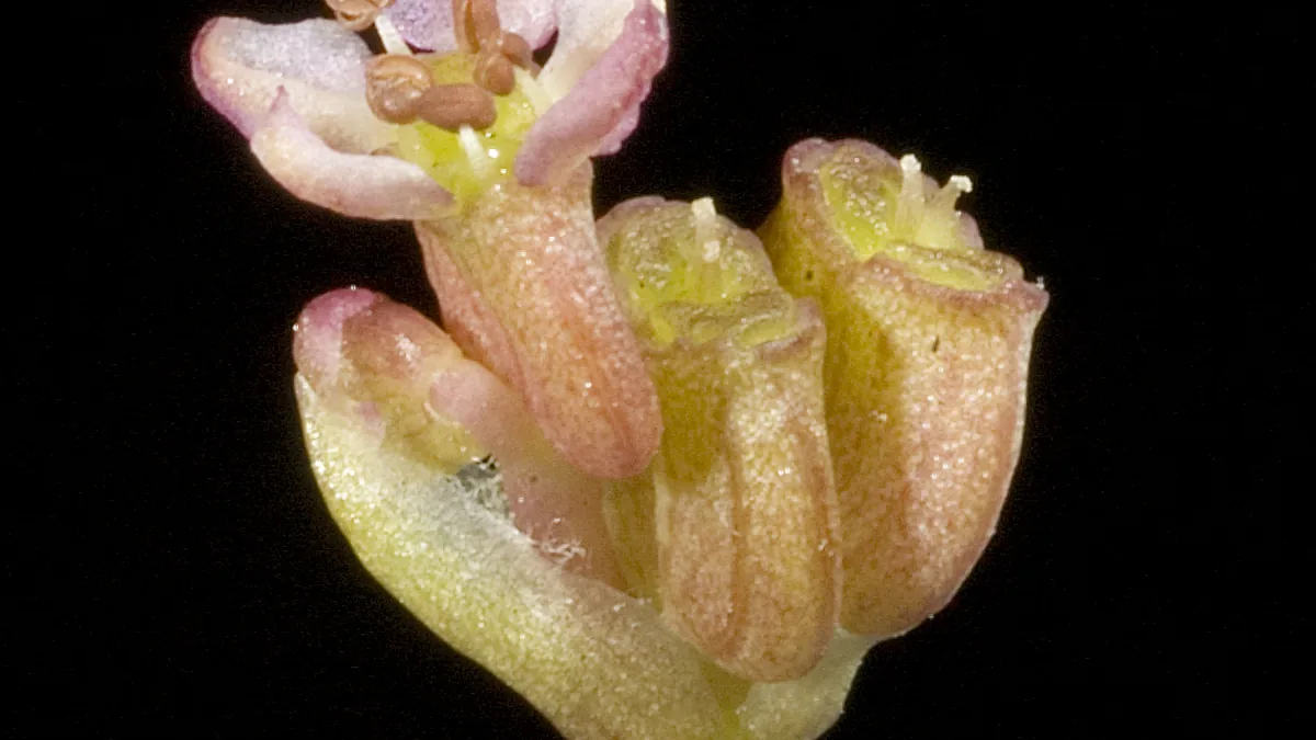 Flor de Centella asiatica em close