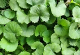 Folhas de Centella asiatica, também conhecida como centela-asiática