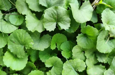Folhas de Centella asiatica, também conhecida como centela-asiática