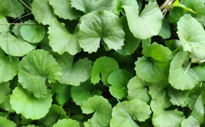 Folhas de Centella asiatica, também conhecida como centela-asiática