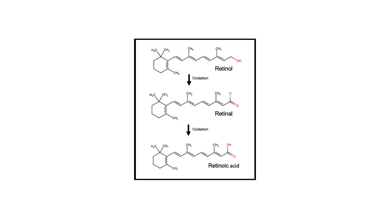 Diagrama da oxidação do retinol em retinal e ácido retinoico