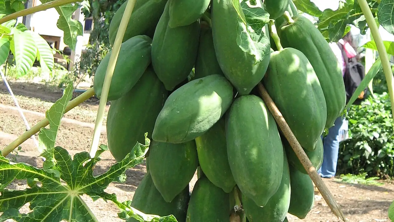 Mamoeiro com frutos verdes, associado à origem da papaína usada em algumas fórmulas cosméticas