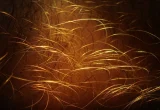 Fios de cabelo vistos em close-up