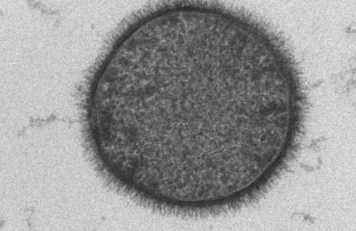 Imagem de Bacillus subtilis em microscopia eletrônica de transmissão, associado à produção microbiana de ácido poliglutâmico.