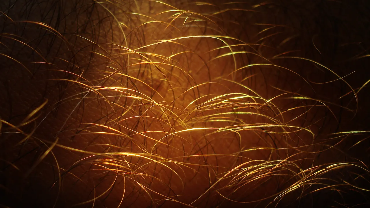 Close de fios de cabelo humanos iluminados, usado para ilustrar a estrutura da fibra capilar