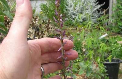 Flores da planta Anemarrhena asphodeloides em um jardim