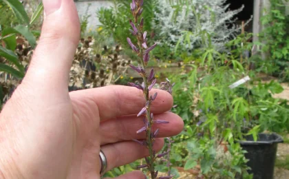 Flores da planta Anemarrhena asphodeloides em um jardim